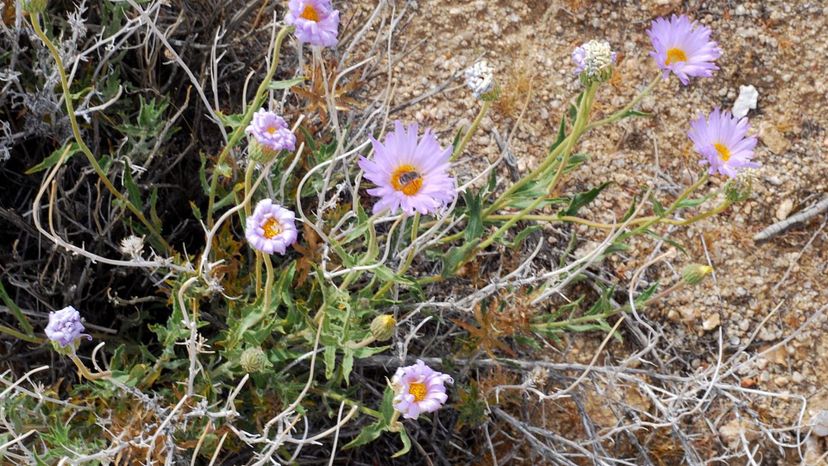 Mojave aster