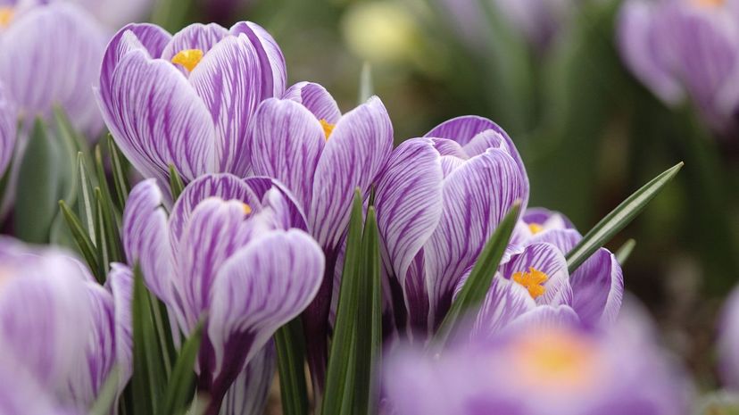 Crocus