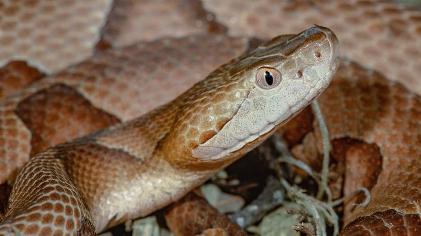 13 Copperhead snake closeup