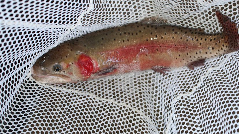 Lahontan Cutthroat Trout