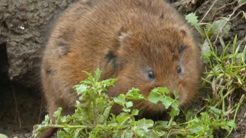 Water Vole