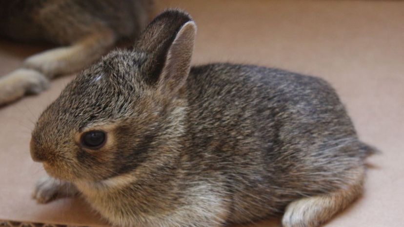 Eastern Cottontail