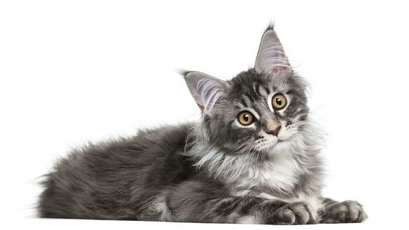 Maine Coon