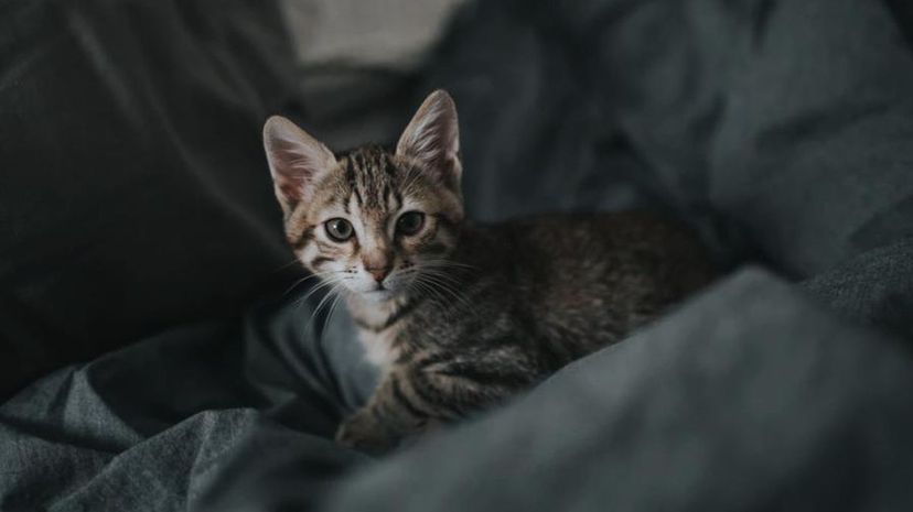 Kitten in blanket