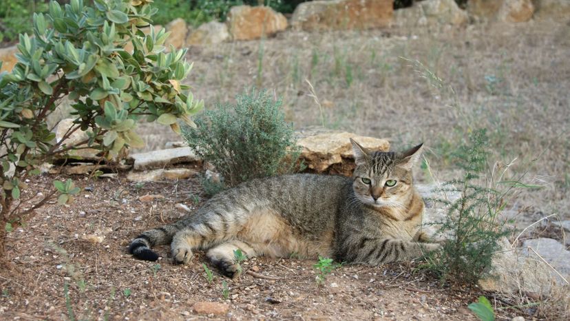 American Shorthair