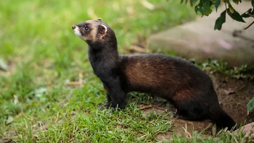 Polecat