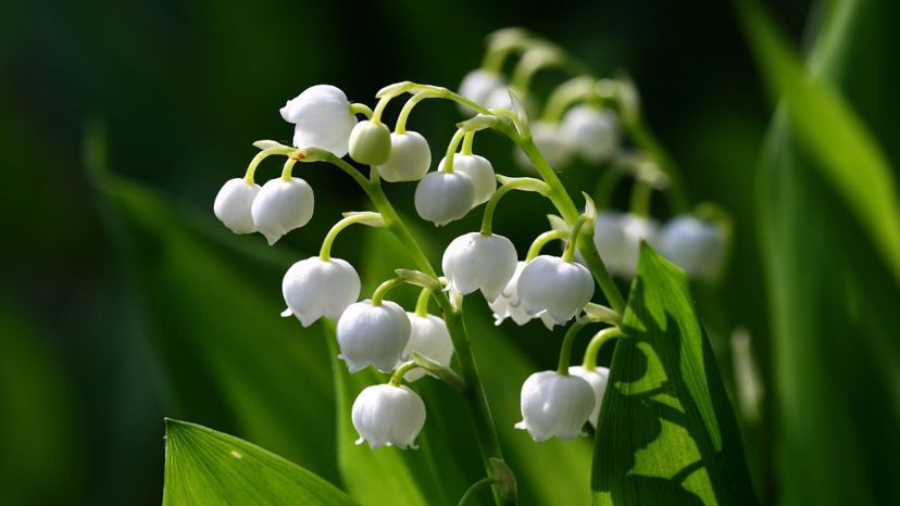 Lily_of_the_valley