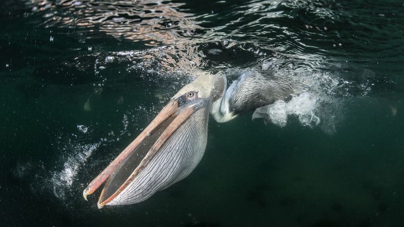 Brown pelican