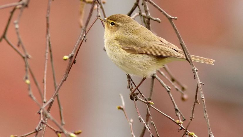 How Many Little Brown Birds Can You Identify?