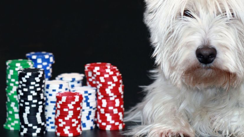 Dog poker