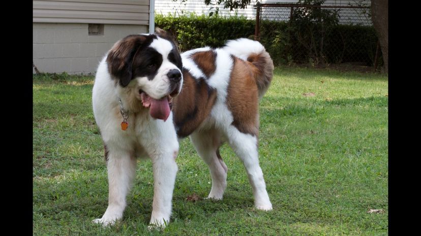 St. Bernard