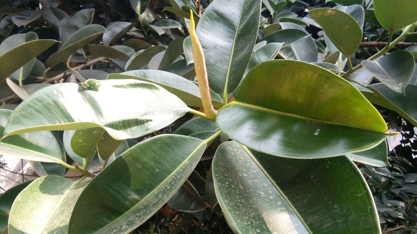 rubber plant