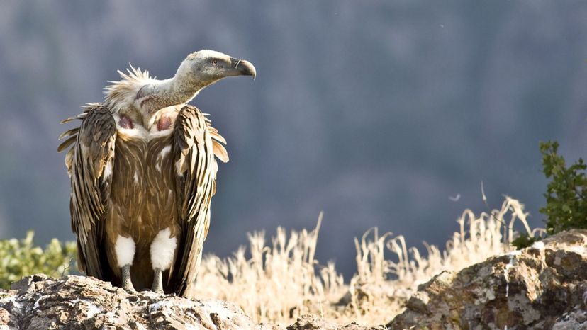 Griffon Vulture