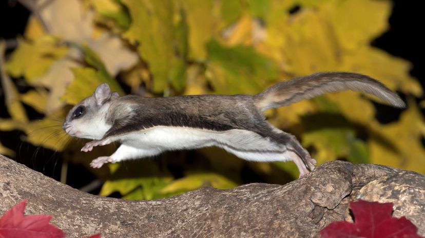 Flying Squirrel