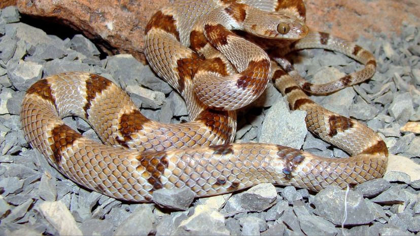 Texas Lyre Snake