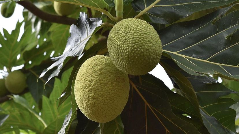 Breadfruit