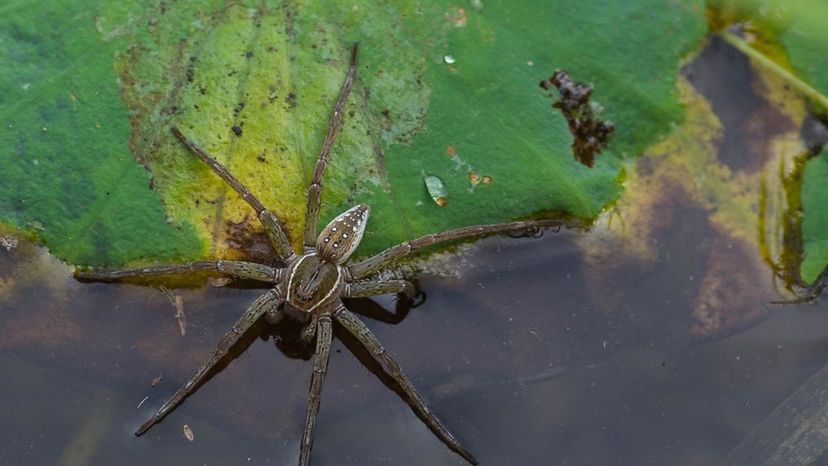 Fishing Spider