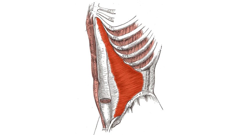 Transversus Abdominis