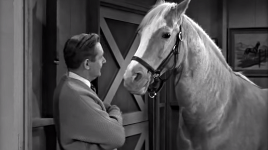 The famous Mister Ed Trivia Quiz