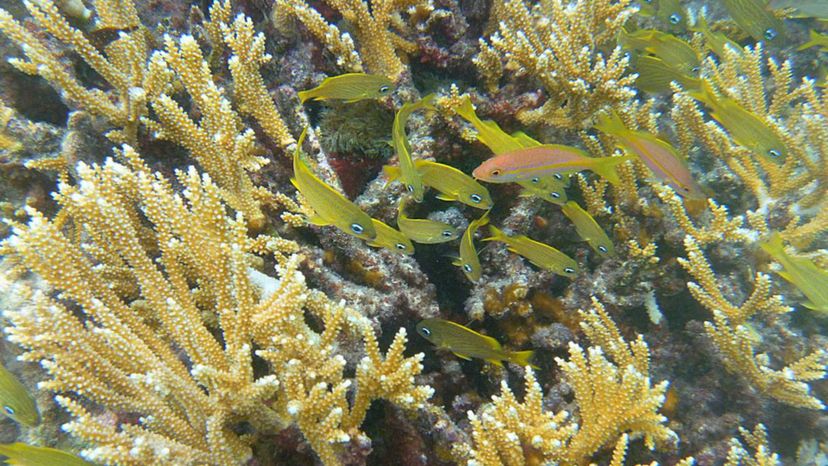 Staghorn coral