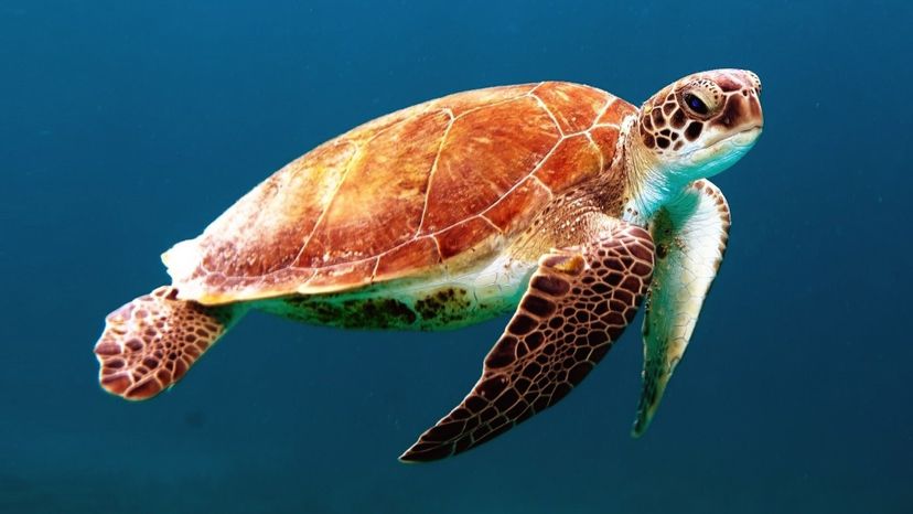 Sea turtle