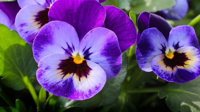 pansy