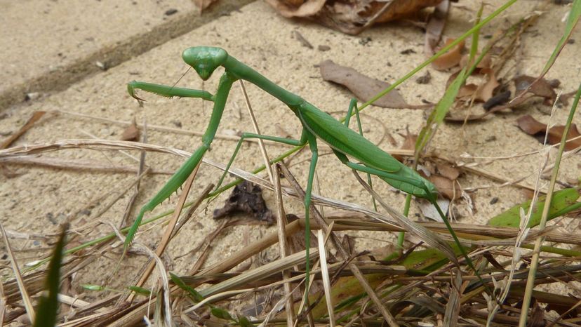 False garden mantis