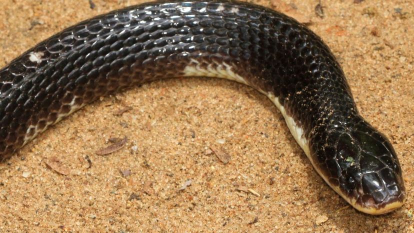 Common krait