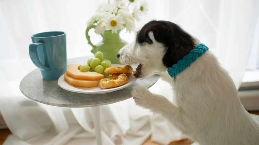 2 dog eating off table