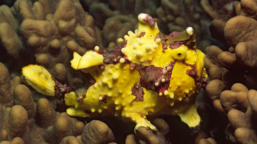 Warty frogfish