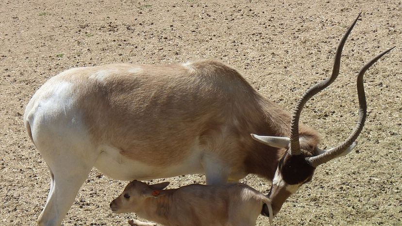 Addax Antelope