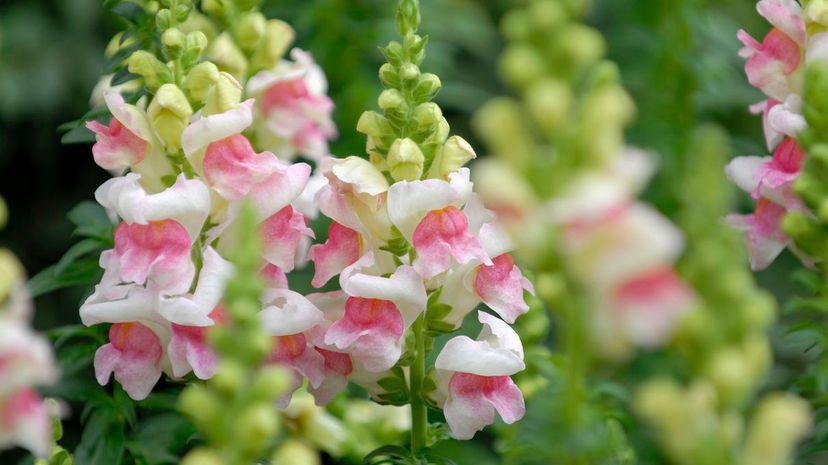 Snapdragon
