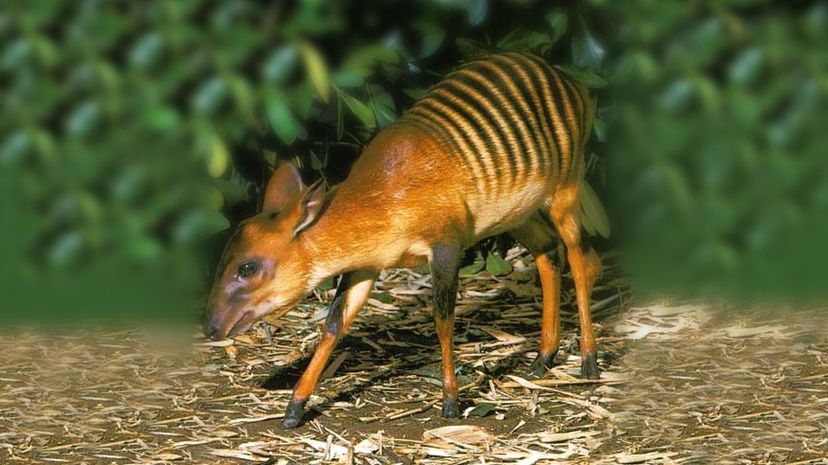 Zebra Duiker