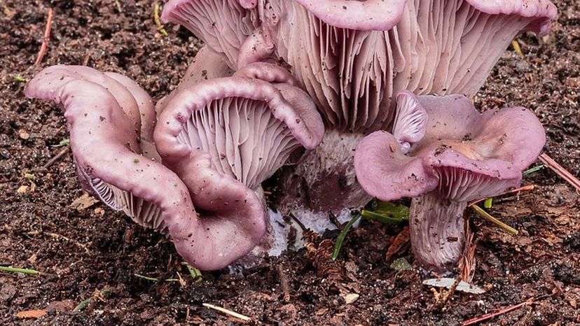 Blewit (Clitocybe nuda)