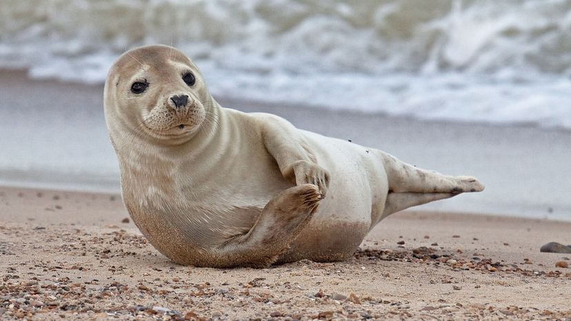 Grey Seal