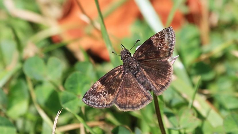 Funereal Dusky-Wing