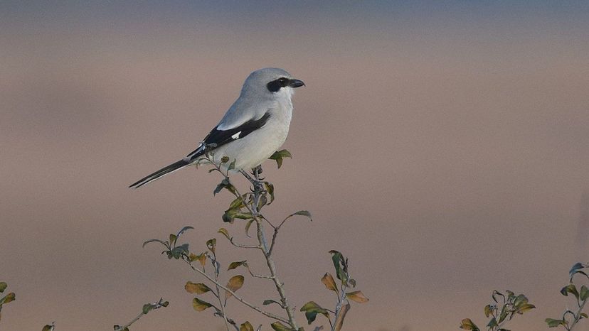 Loggerhead_Shrike