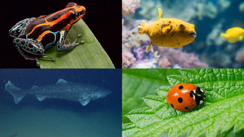 pufferfish, poison dart frog, greenland shark, seven spotted lady bug