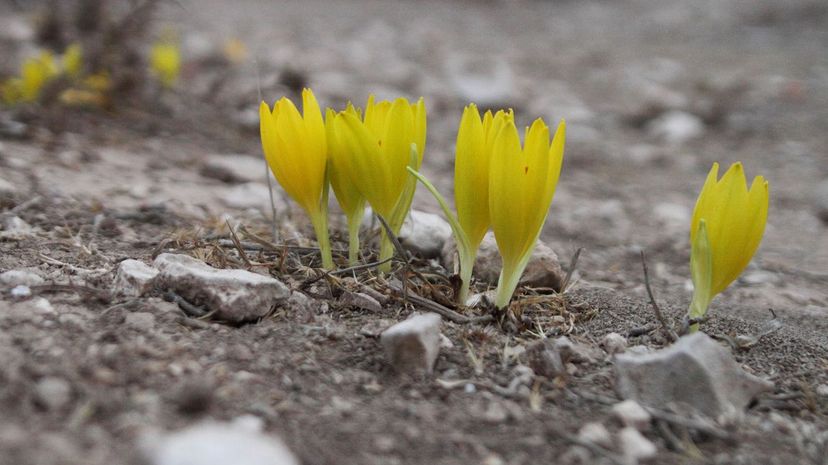 Sternbergia