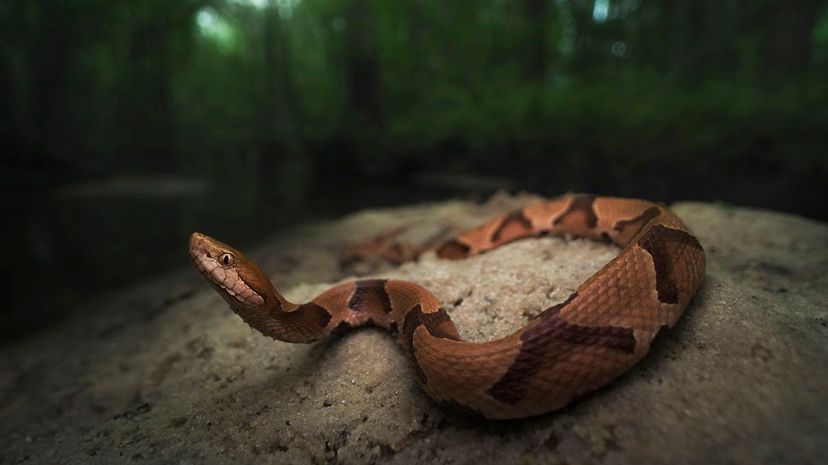 12 Southern Copperhead Snake