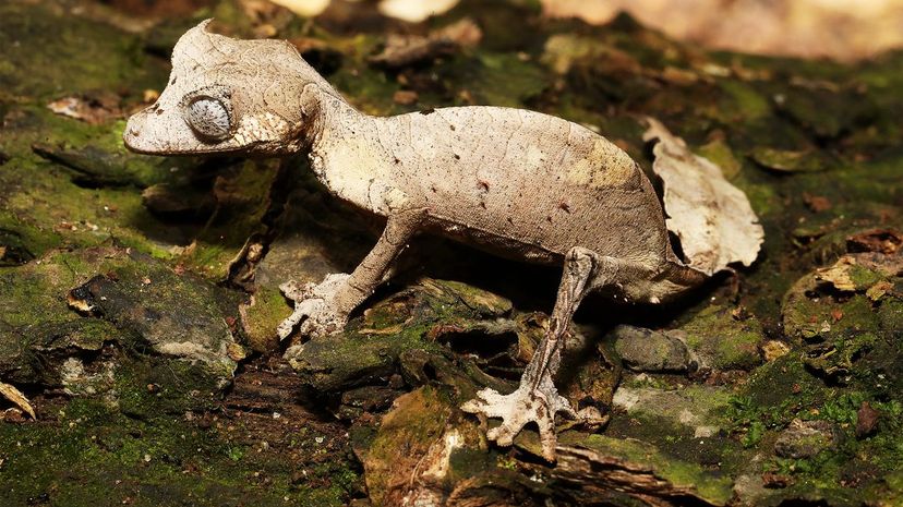 Satanic Leaf-Tailed Gecko