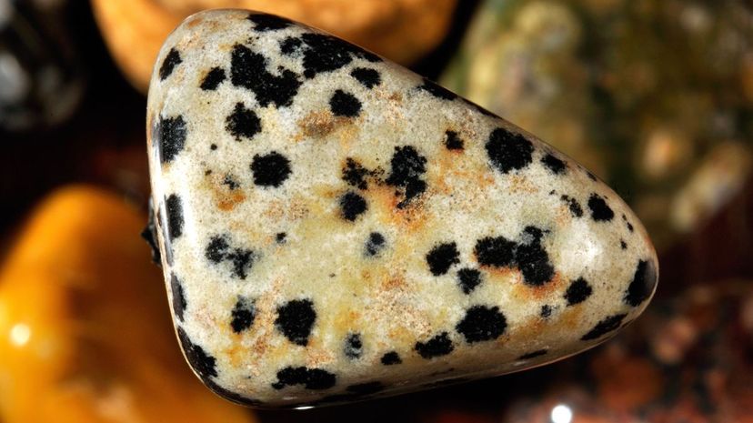 3 Dalmation Jasper