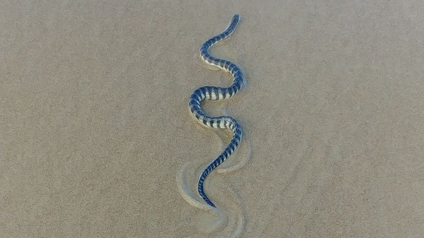Beaked sea snake
