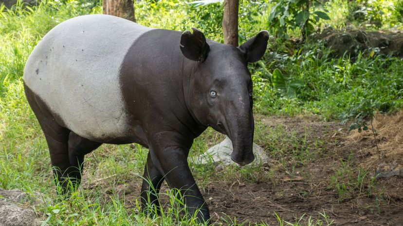 Malayan tapir