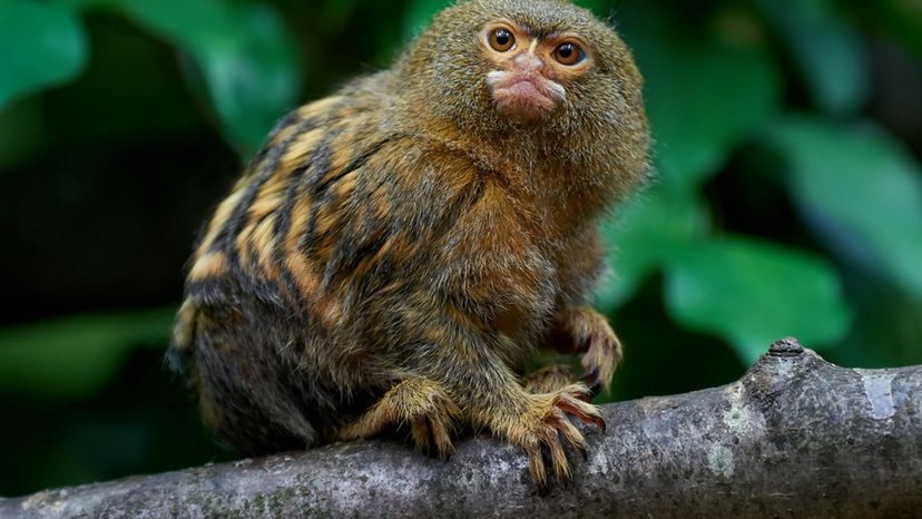 Pygmy Marmoset