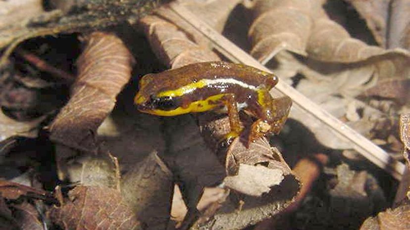 Yellow-Striped Pygmy Eleuth