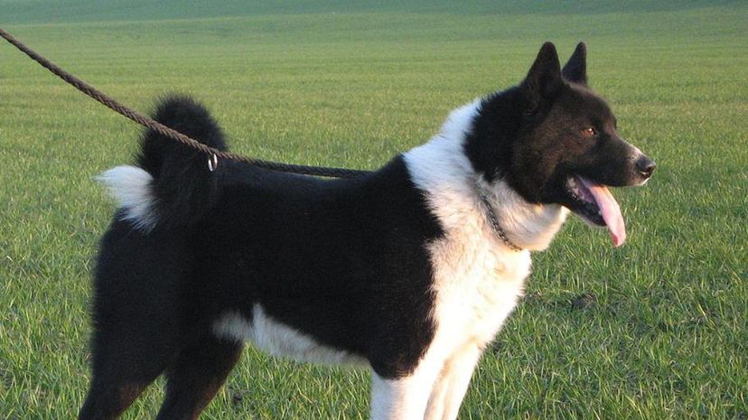 Karelian Bear Dog