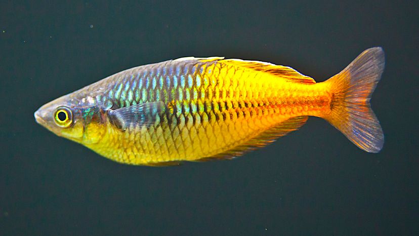 rainbowfish