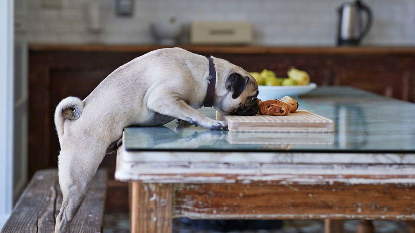 Puck dog stealing pastry from dinner table