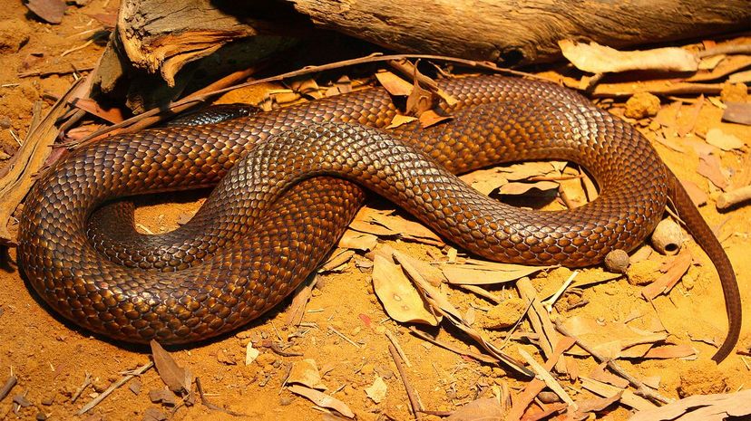 Western brown snake